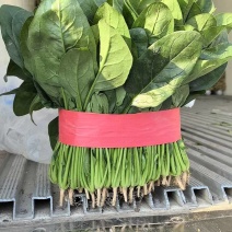 【大叶菠菜】安阳滑县菠菜/产地直发/品质保证/欢迎来电洽谈