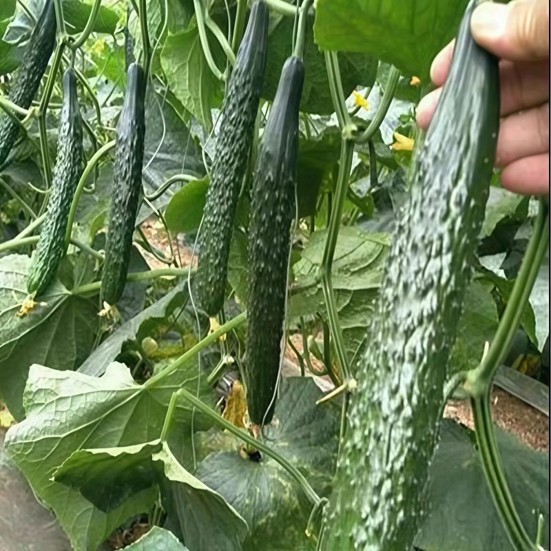 精品黄瓜密刺青瓤黄瓜大量上市产地直发物美价廉