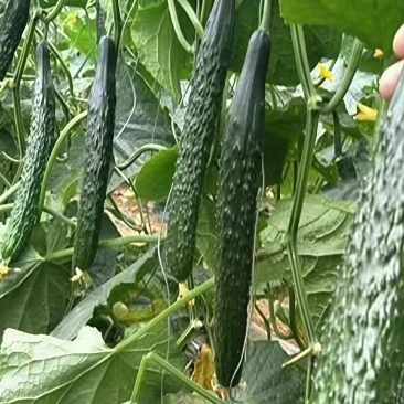 密刺黄瓜干花带刺现摘现发大量上市精品绿心黄瓜