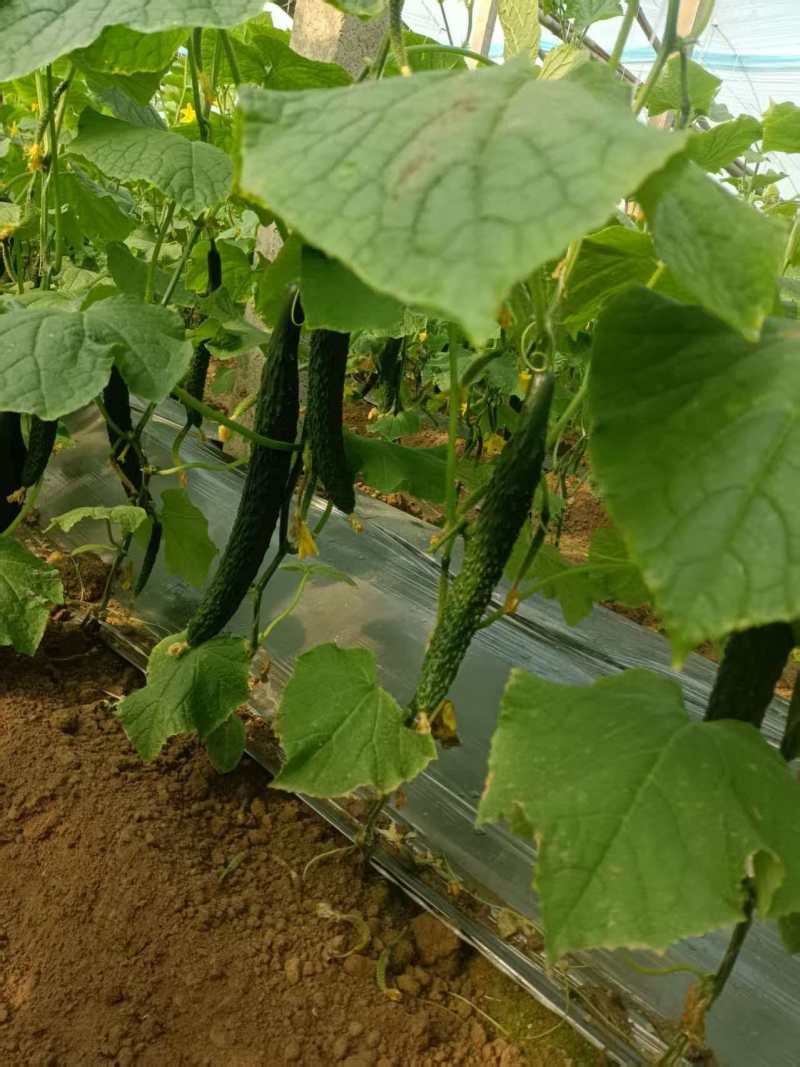 密刺黄瓜干花带刺现摘现发大量上市精品绿心黄瓜
