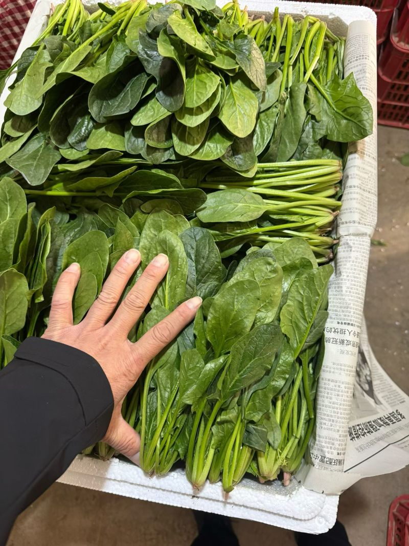【大叶菠菜】安阳滑县菠菜/产地直发/品质保证/欢迎来电洽谈