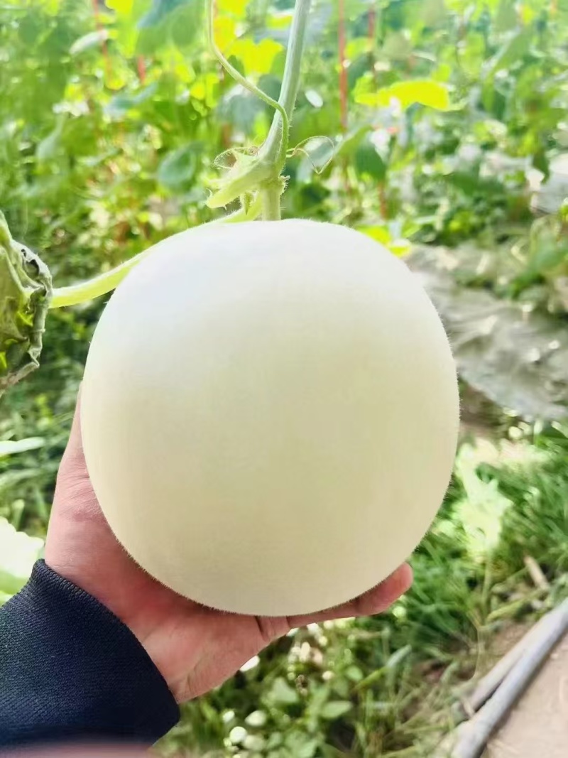 【玉菇甜瓜】冰淇凌甜瓜皮薄多汁大量供应产地直发对接全国客