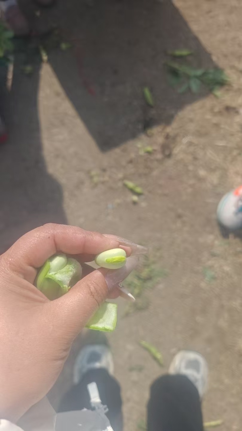 精品蚕豆，大量上市，产地直发，品质有保障，欢迎咨询选购