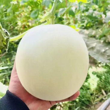 【玉菇甜瓜】冰淇凌甜瓜皮薄多汁大量供应产地直发对接全国客