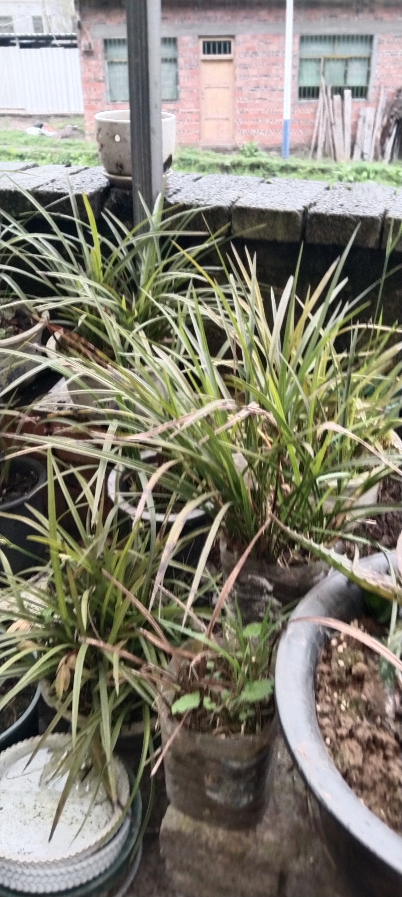 贵州高山兰花