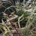 贵州高山兰花