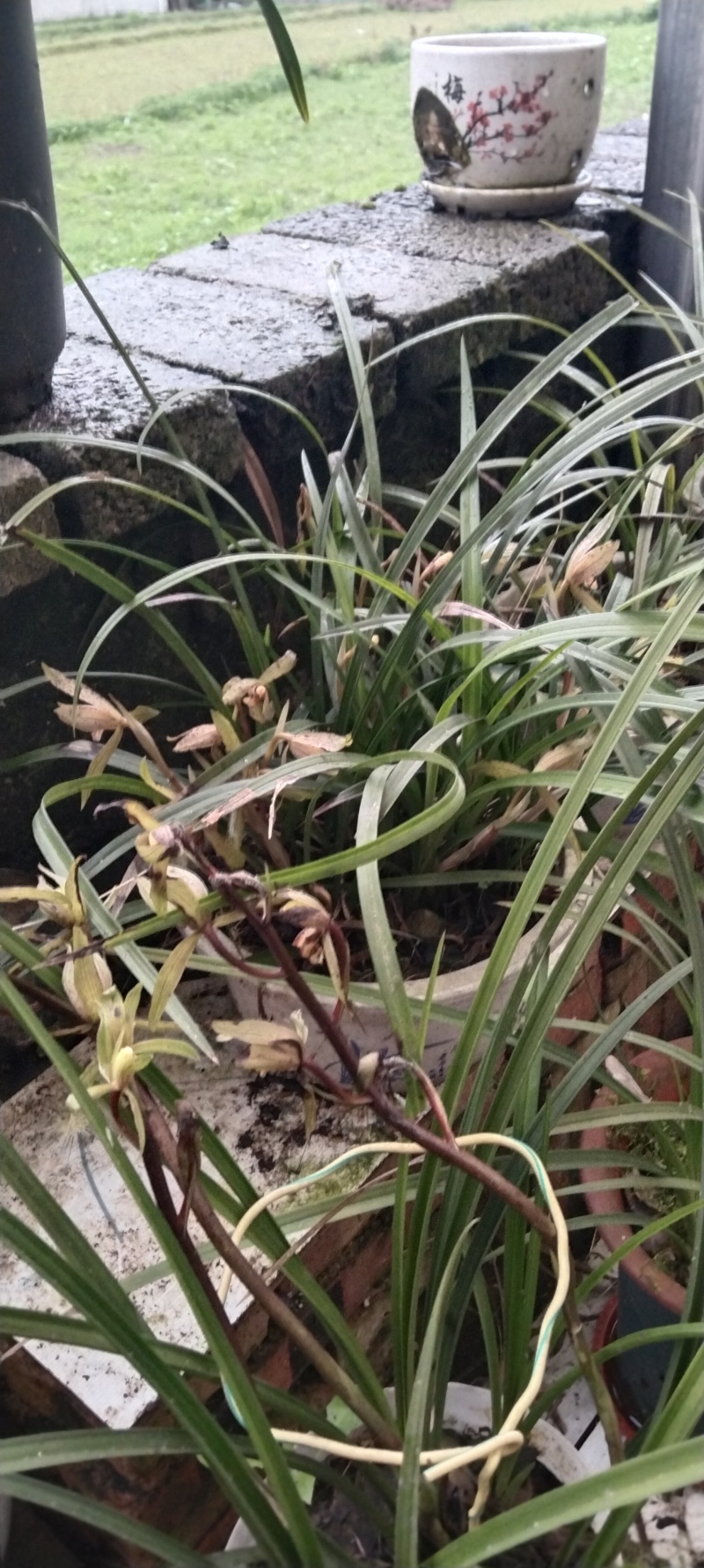 贵州高山兰花