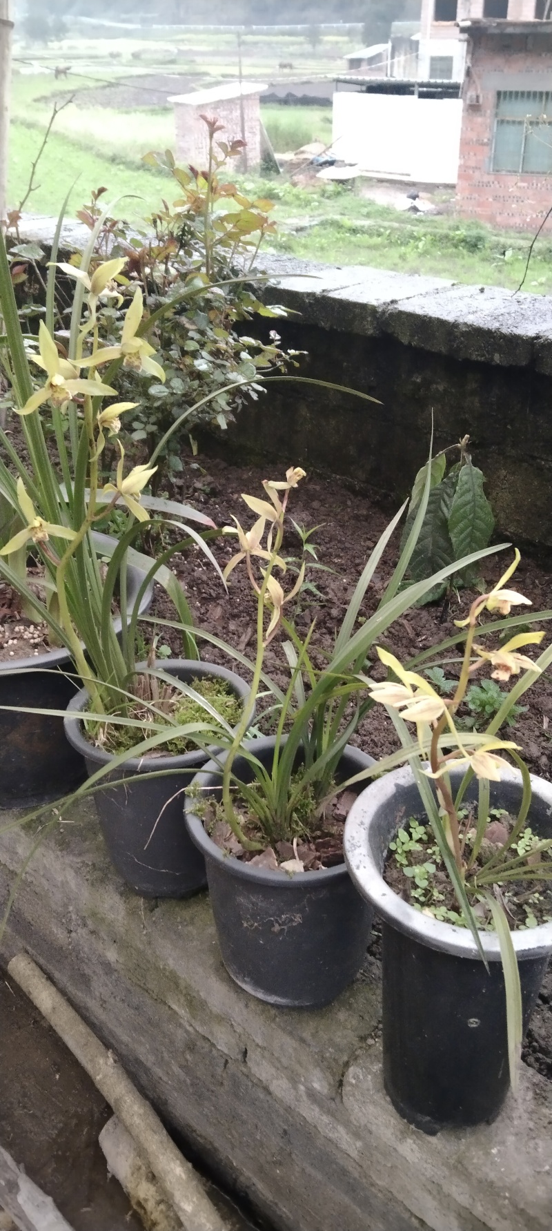 贵州高山兰花