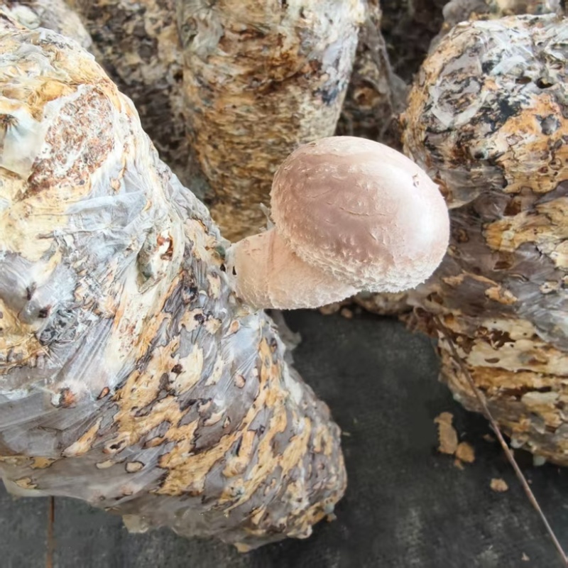 浙江丽水香菇种植基地花菇大量供应货源充足量大价可谈