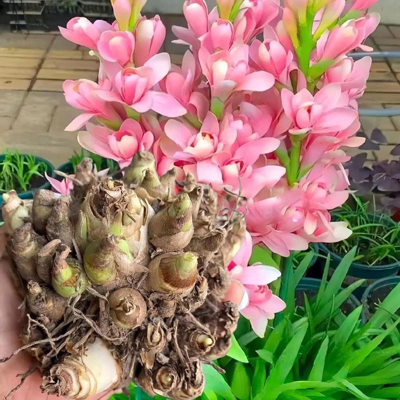 晚香玉种球重瓣纯白色浓香多年生宿根庭院盆栽花卉多芽
