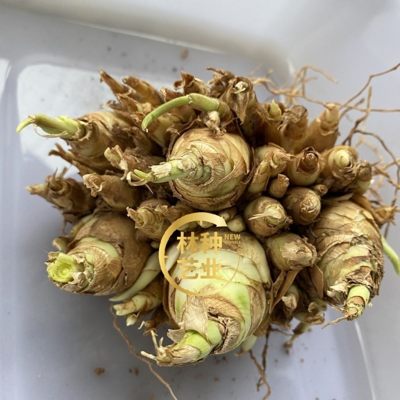 晚香玉种球重瓣纯白色浓香多年生宿根庭院盆栽花卉多芽