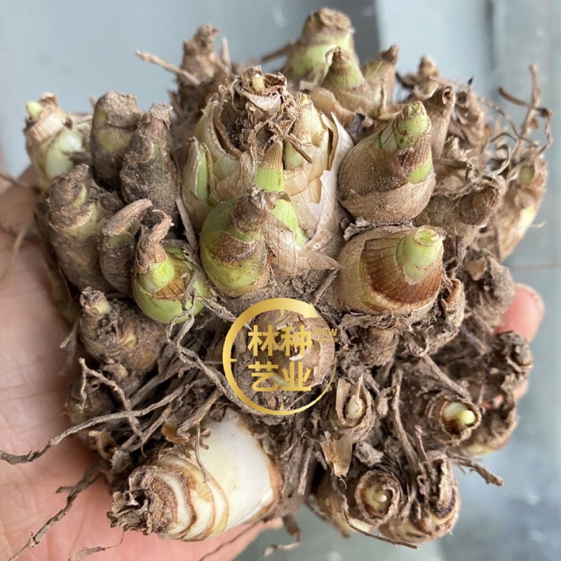 晚香玉种球重瓣纯白色浓香多年生宿根庭院盆栽花卉多芽