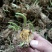 晚香玉种球重瓣纯白色浓香多年生宿根庭院盆栽花卉多芽