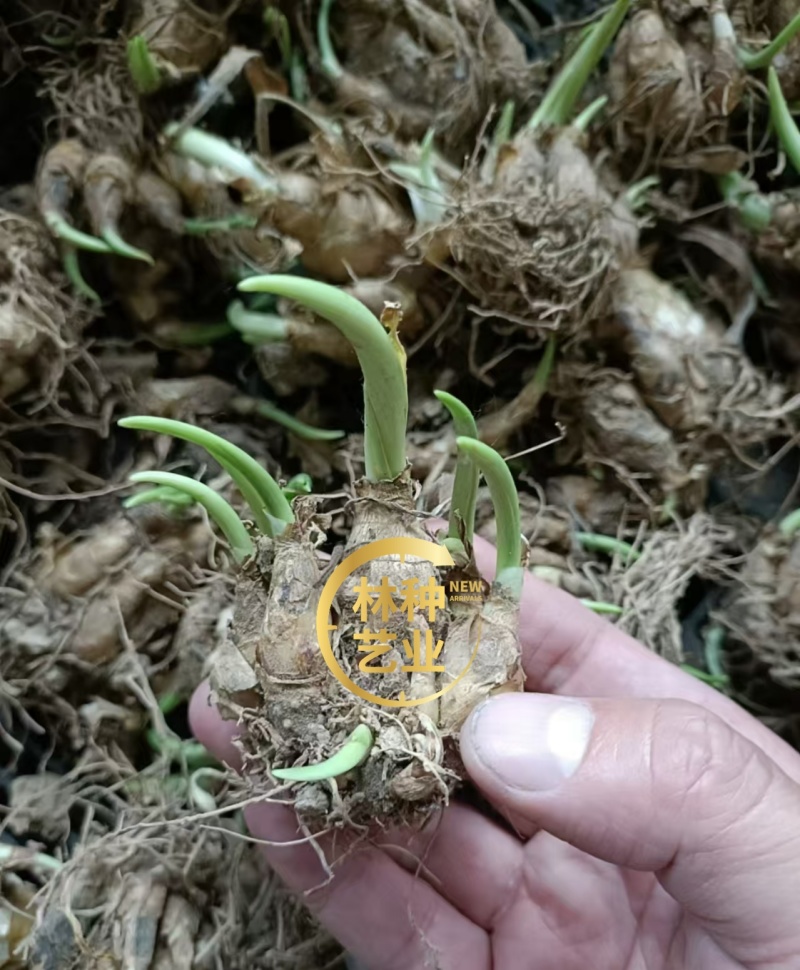 晚香玉种球重瓣纯白色浓香多年生宿根庭院盆栽花卉多芽