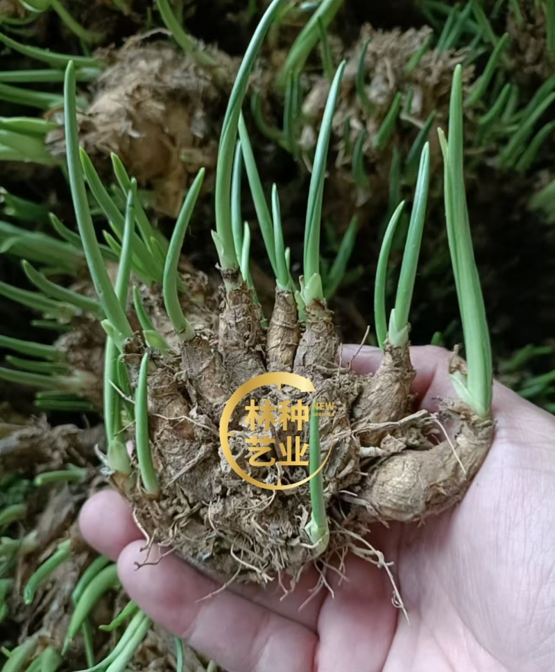 晚香玉种球重瓣纯白色浓香多年生宿根庭院盆栽花卉多芽