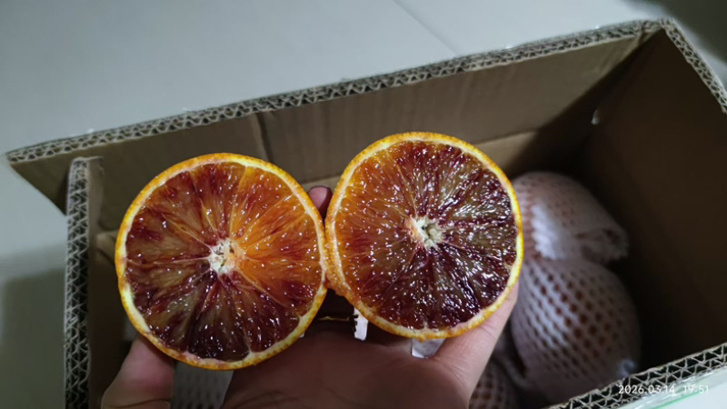 重庆塔罗科血脐