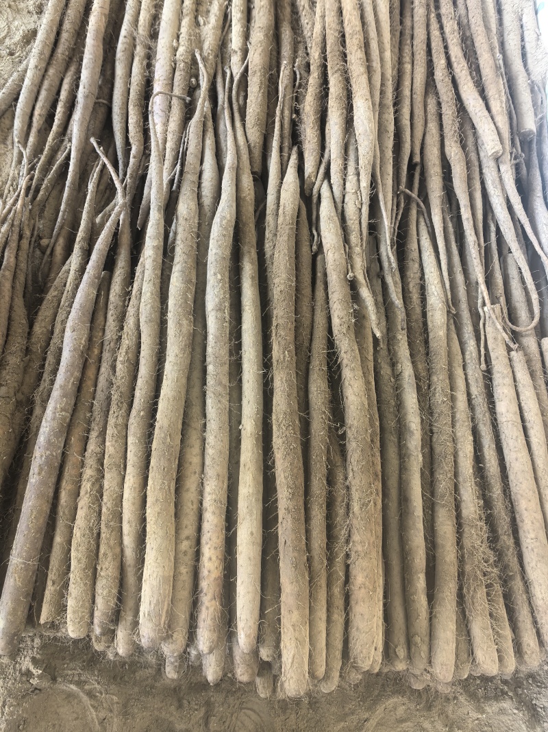 大名县白玉山药