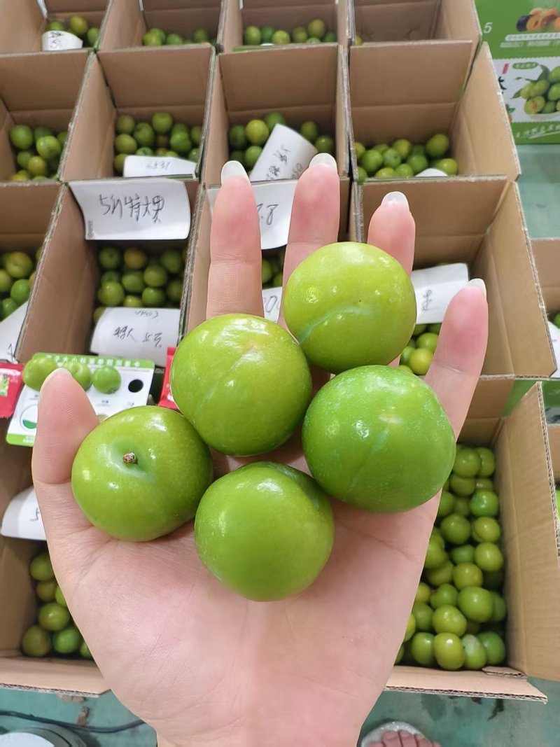 开胃爽脆三月李，专业对接电商中小果，市场大特果，量大从优
