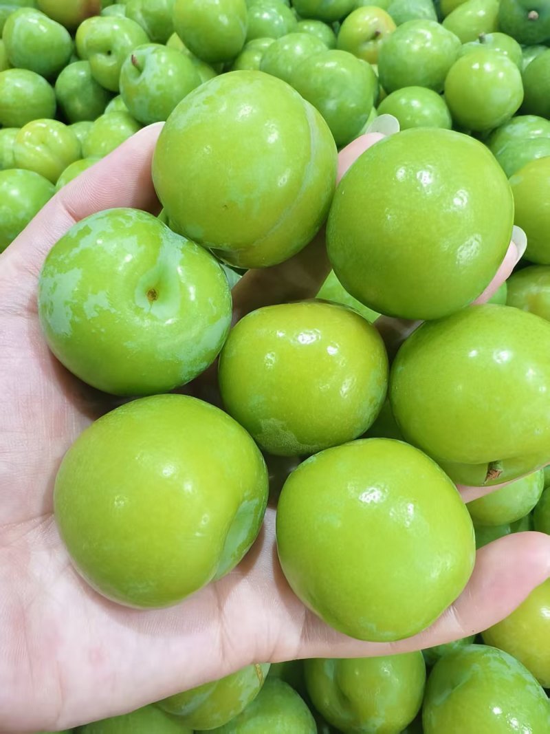 开胃爽脆三月李，专业对接电商中小果，市场大特果，量大从优