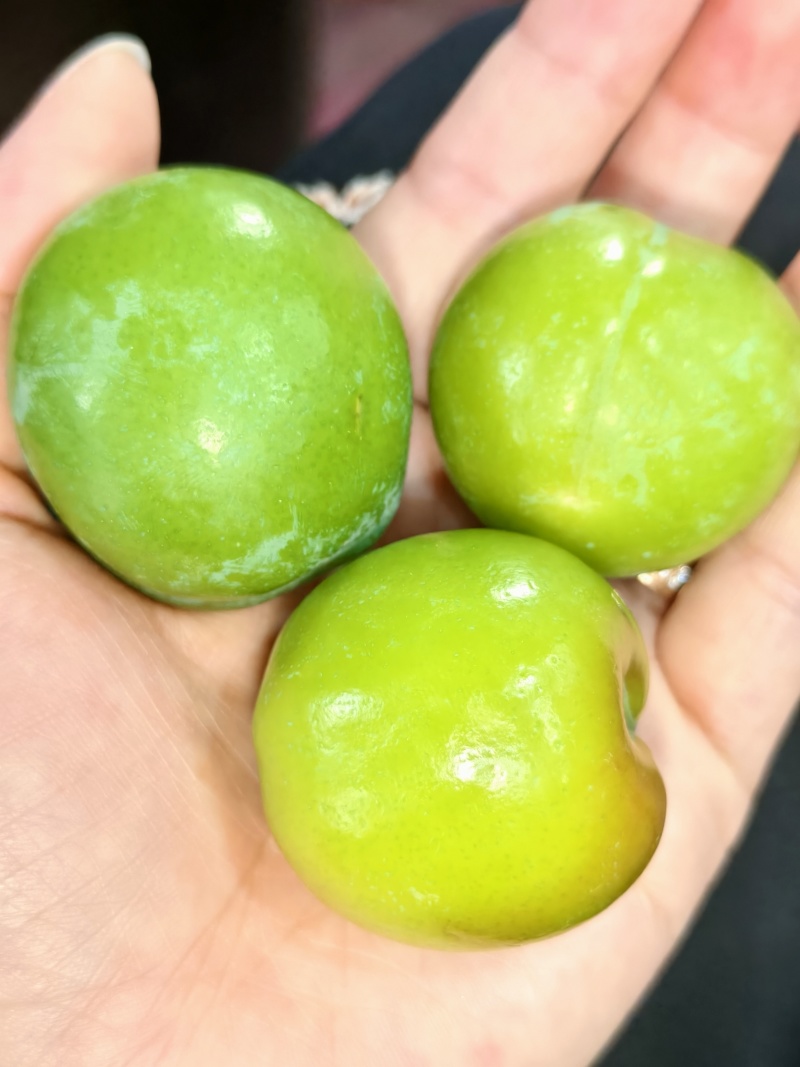 开胃爽脆三月李，专业对接电商中小果，市场大特果，量大从优