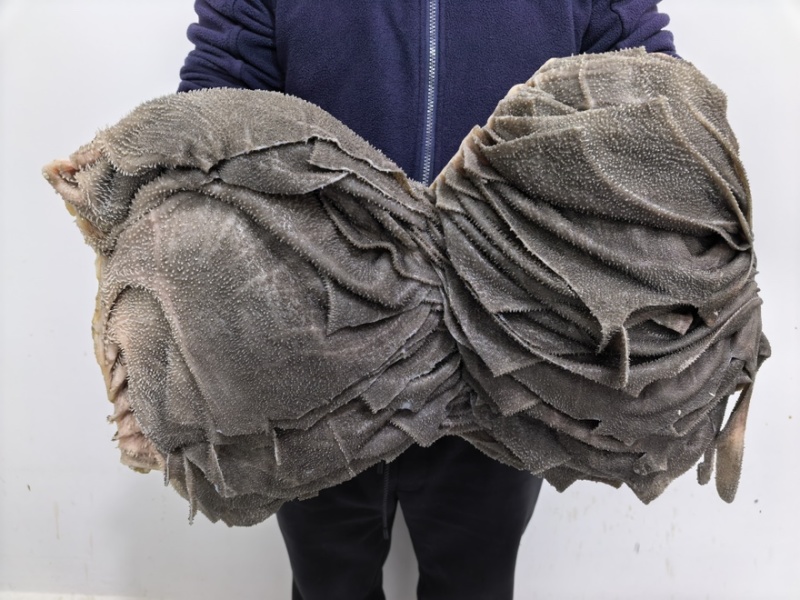 鲜新牛百叶全国可发货品质保证诚信经营欢迎联系