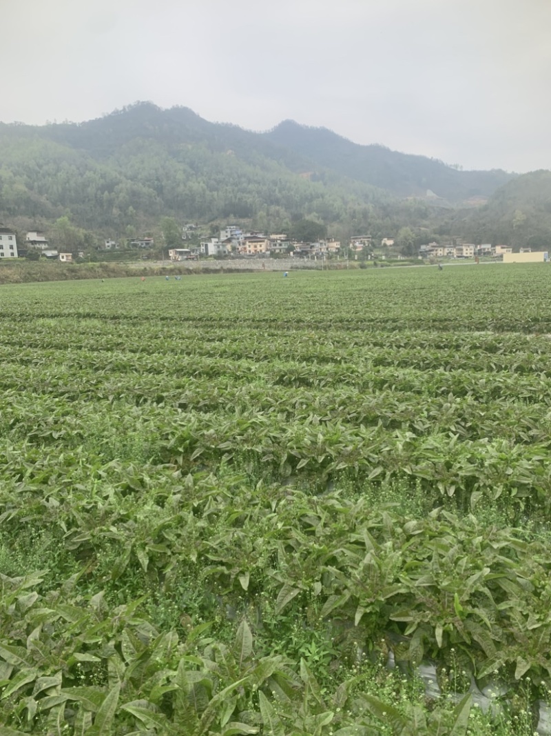 贵州黔南红叶莴笋
