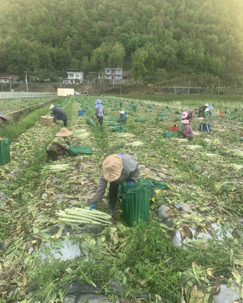 贵州黔南红叶莴笋