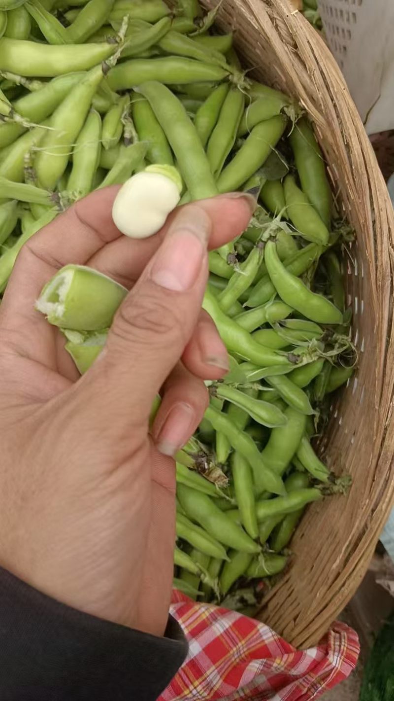 蚕豆/大白胡豆/四川成都简阳市基地直发/对接全国采购商