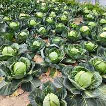 精品甘蓝脆嫩紧实产地直发品质保证支持视频看货来电洽谈选购