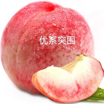 【包邮】突围优系桃苗、果肉脆甜耐储运