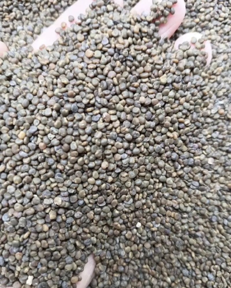 沙菀子，中药材，养生，沙菀子山西产区欢迎采购