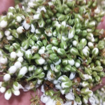 苦李花