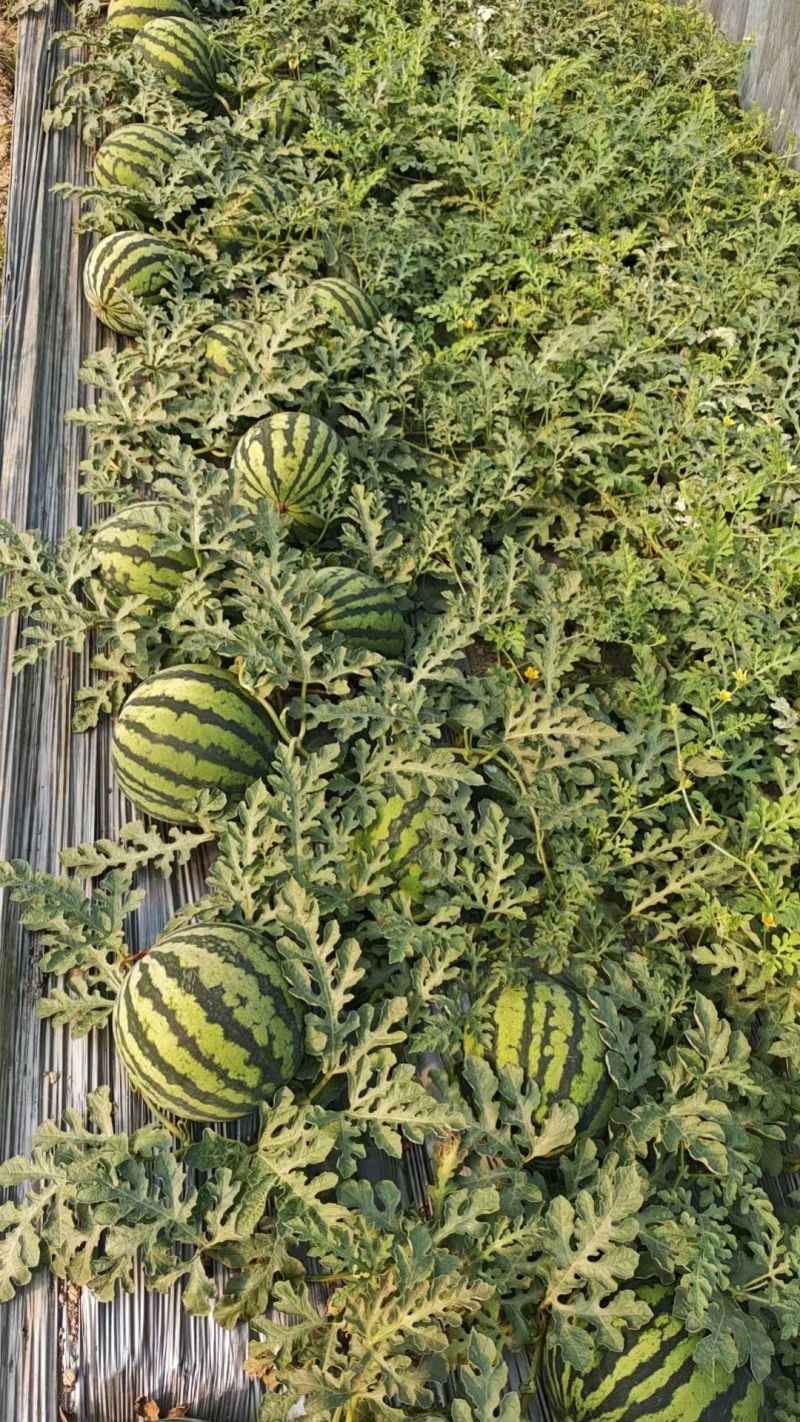 云南无籽麒麟西瓜整车发货全国各地