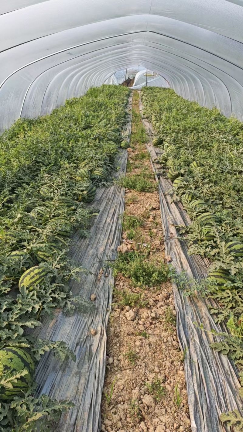云南无籽麒麟西瓜整车发货全国各地