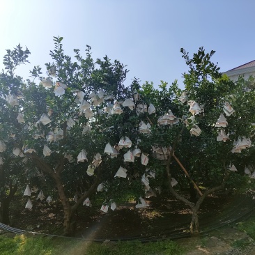 四川不知火柑橘场地直发一手货源，量大价优