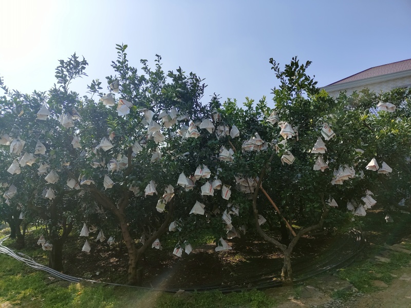 四川不知火柑橘场地直发一手货源，量大价优