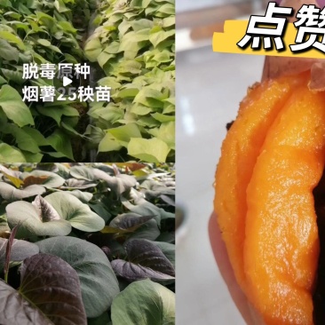 脱毒烟蜜薯…红薯苗！高产瓜型好，口感纯正，基地直发保证品