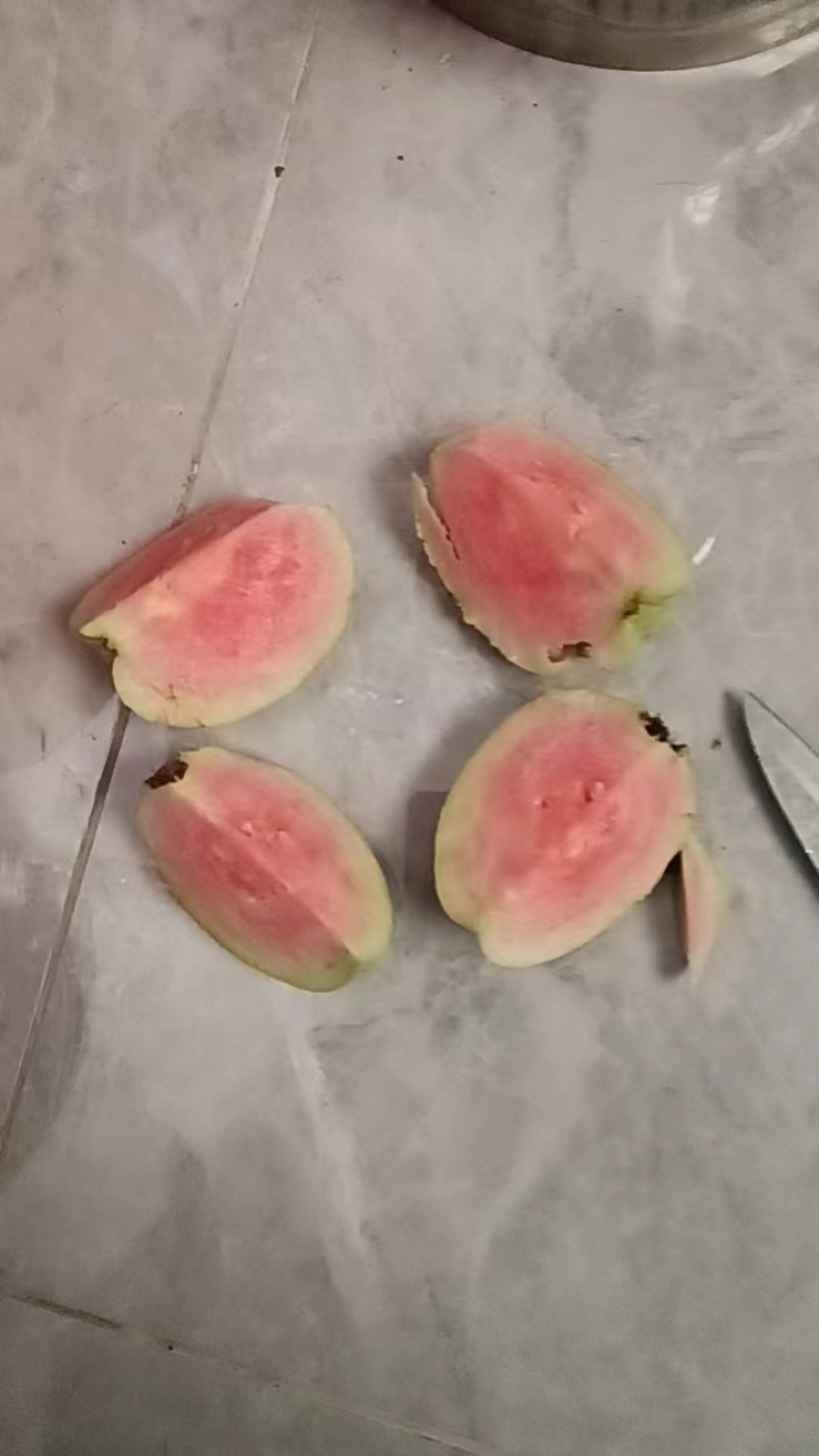 红宝石芭乐番石榴无籽