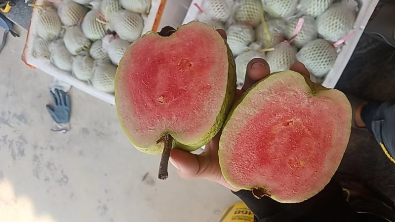 红宝石芭乐番石榴无籽