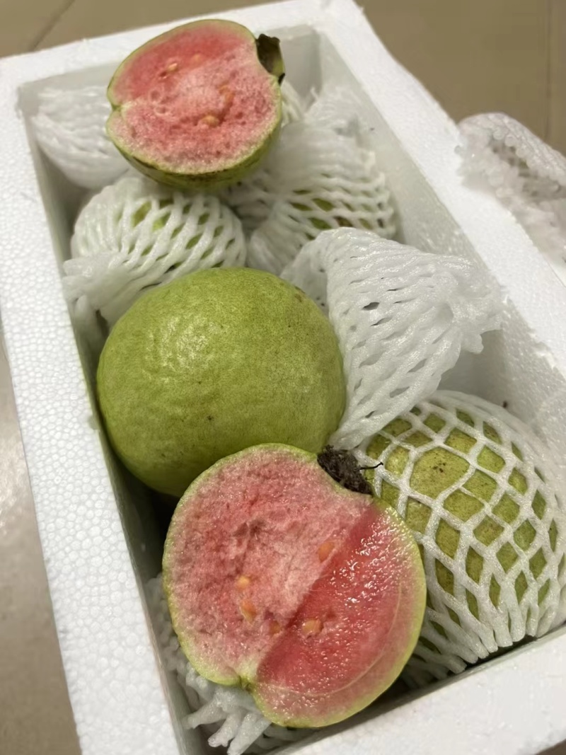 红宝石芭乐番石榴无籽