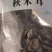 黑木耳秋耳