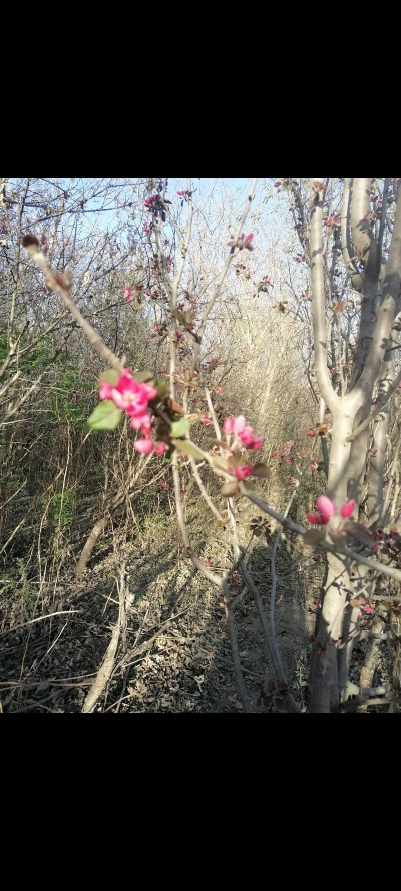 海棠十公分以上，碧桃十公分以上，松树，