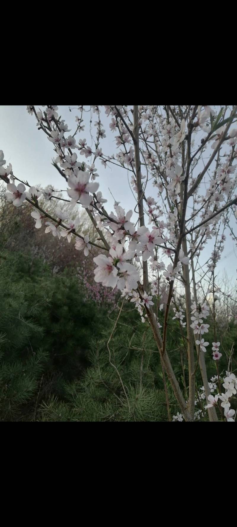 海棠十公分以上，碧桃十公分以上，松树，
