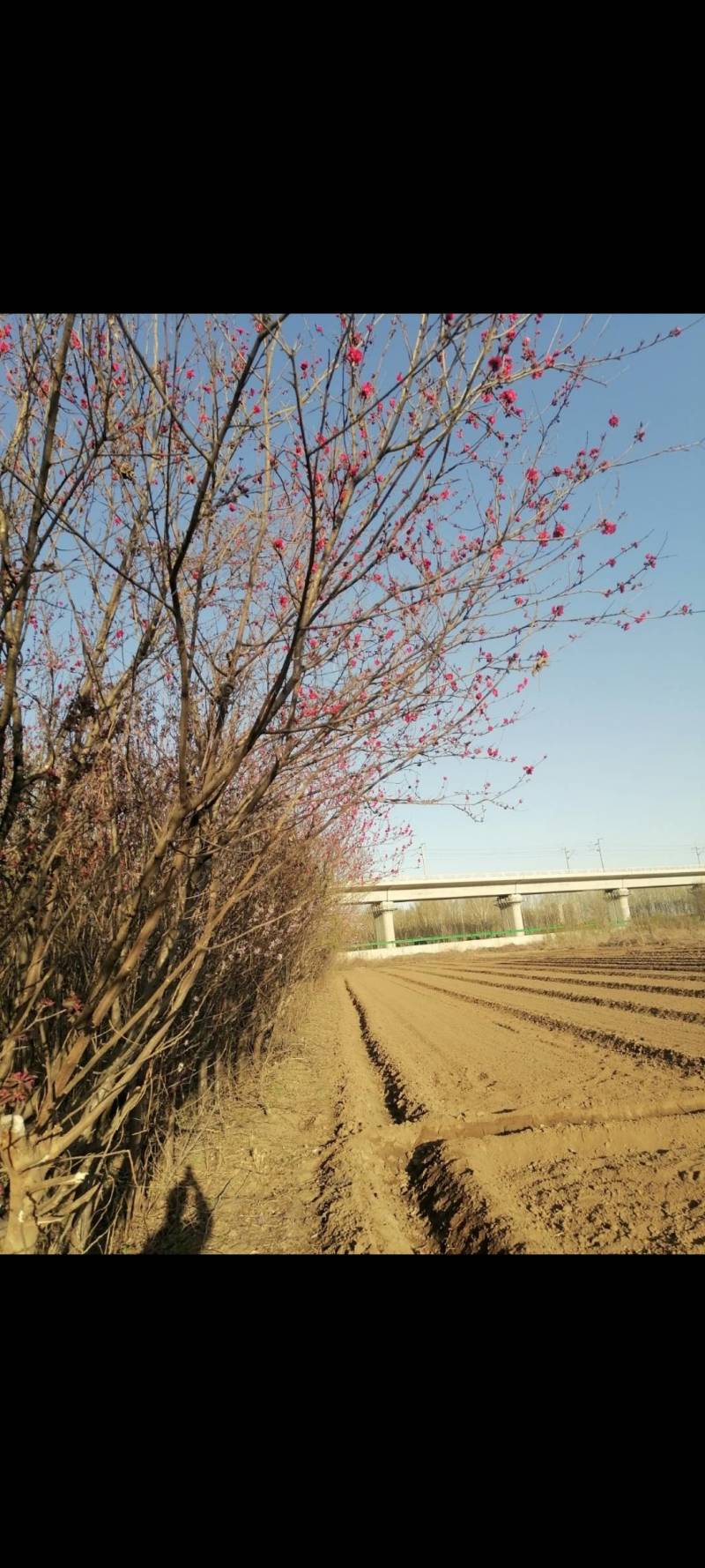 海棠十公分以上，碧桃十公分以上，松树，