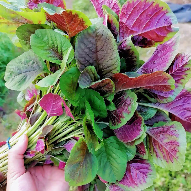 红苋菜，苋菜。产地一手货源充足，量大从优欢迎来电