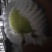 早酥梨