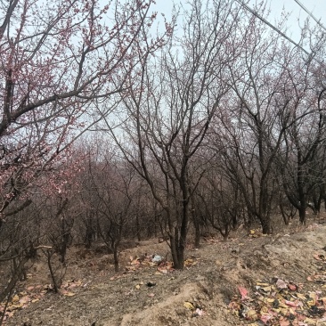 绿化树，山杏