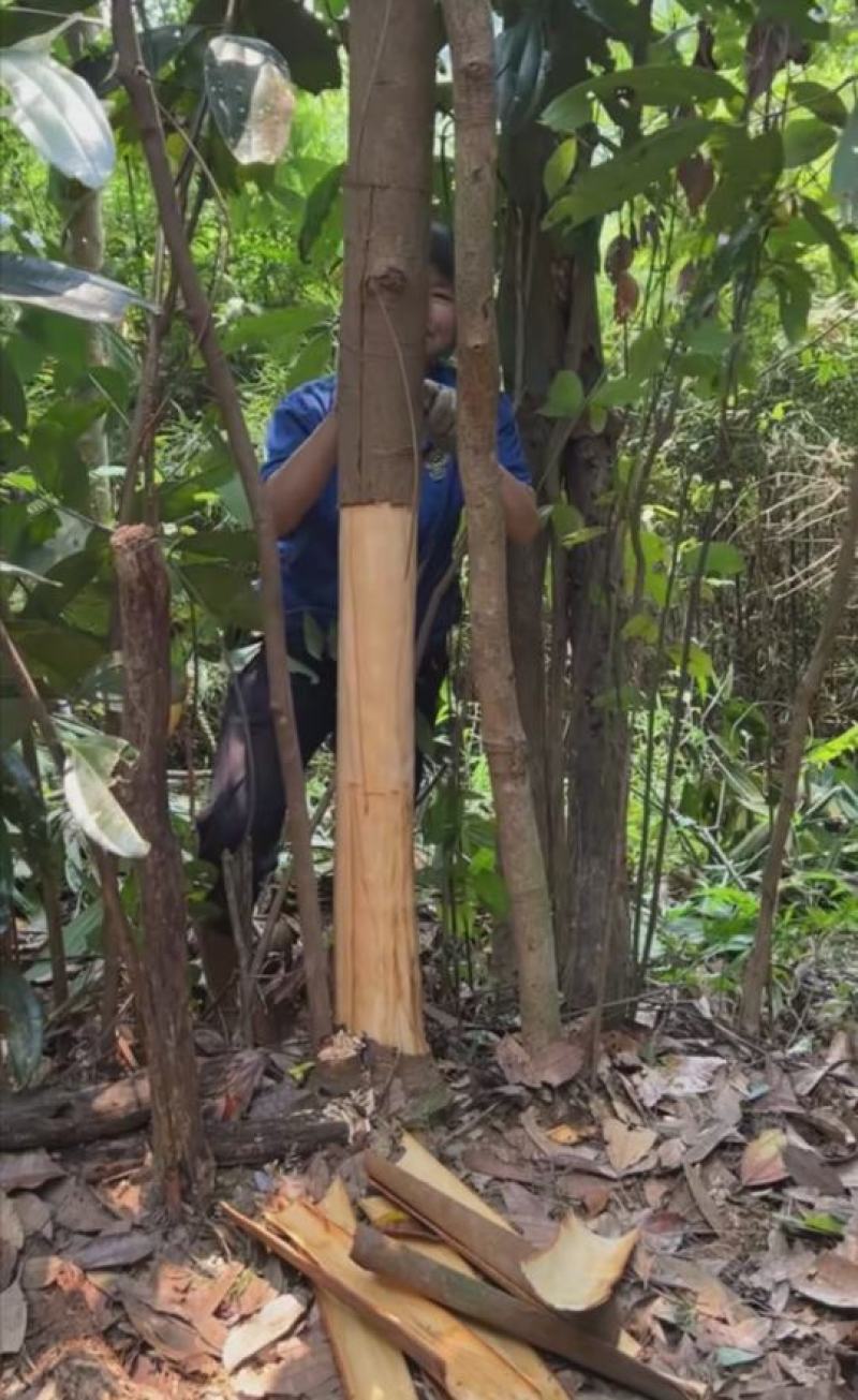 桂皮种植农户直供自然晒干品质好，实实在在做生意，欢迎合作