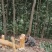桂皮种植农户直供自然晒干品质好，实实在在做生意，欢迎合作