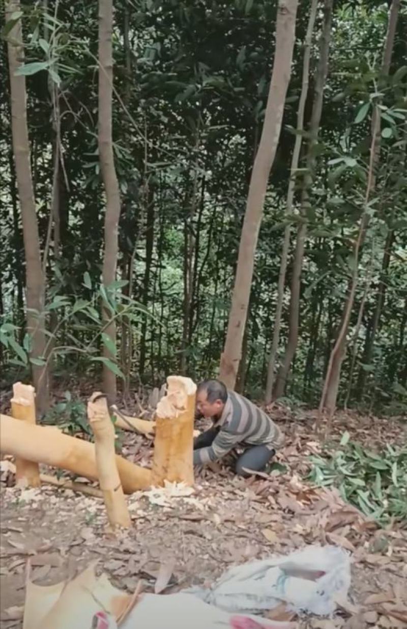 桂皮种植农户直供自然晒干品质好，实实在在做生意，欢迎合作